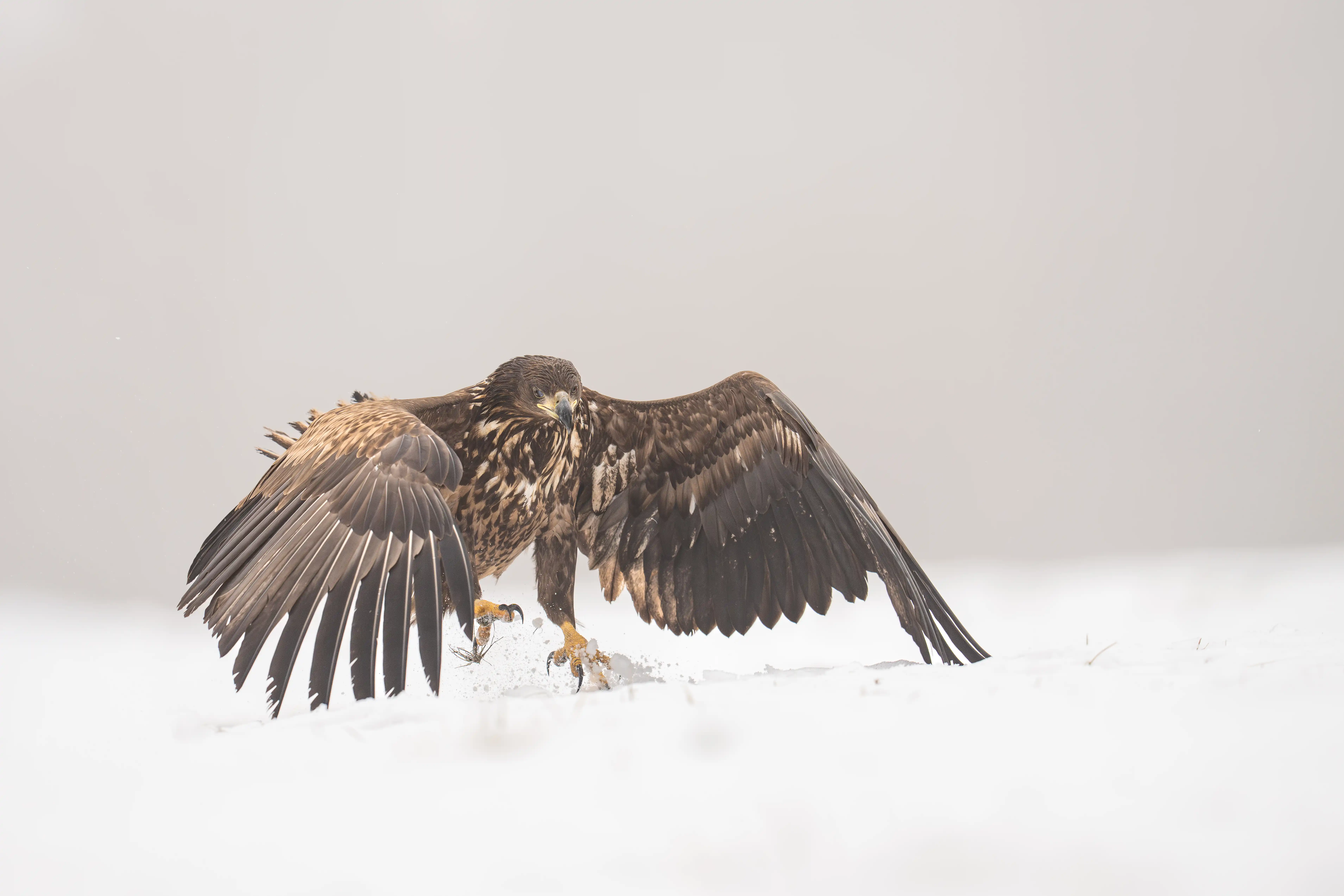 Warmia Elite Wildlife Photography gallery image 17